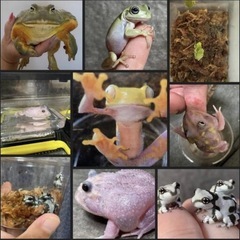 78.🦎爬虫類ラインオープンチャット                     レプリストハチュグル  🐢             🐍新規メンバー大募集✨ − 宮城県