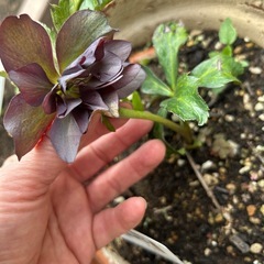 クリスマスローズ　発芽苗　零れ種　小苗　芽　たくさん差し上げますの画像