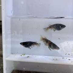 御影メダカ針子10匹の画像