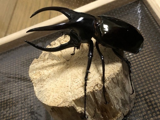 新成虫　95mm オス単品　ボルネオオオカブト