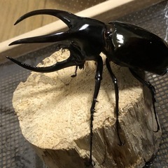 95mm オス単品　ボルネオオオカブトの画像