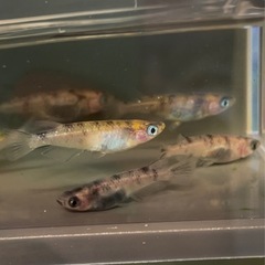 受付中🔴和墨×紅白ラメ メダカの針子25匹＋補償分5匹の合計30匹 の画像