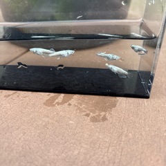改良　メダカ　レックウザの画像