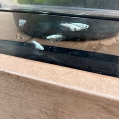 改良　メダカ　レックウザの画像