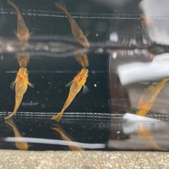 黄金べっこうだるまメダカ　稚魚　1匹200円の画像