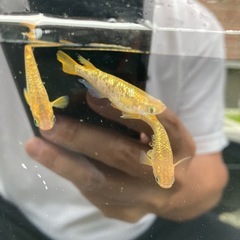 サイシュウヘイキ　メダカ　稚魚1匹200円の画像