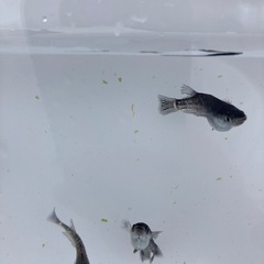 ミッドナイトフリル　メダカ　稚魚1匹200円の画像