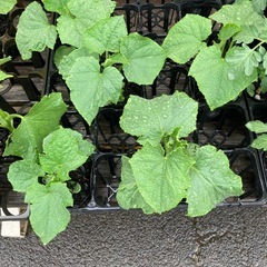 【手渡し】小学生が自費で種から育てた元気な野菜＆お花の苗（100円〜）の画像