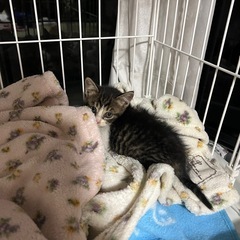 【再投稿】生後2-3週間のキジ白猫ちゃん🐱
