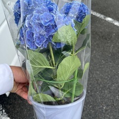 むちゃ綺麗な紫陽花(ハイドランジアの画像