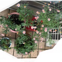 花　フラワー　鉢　植木鉢　ガーデニングの画像