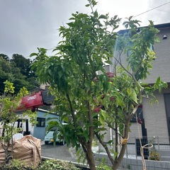 みかんの木、梅擬
の画像