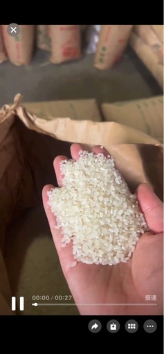 栃木産コシヒカリお米(10kg精米） ふるさと納税 【令和7年度産新米】栃木県さくら市産コシヒカリ精米10kg 
