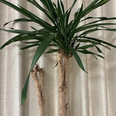 観葉植物の画像