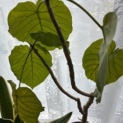 観葉植物　ウンベラータの画像
