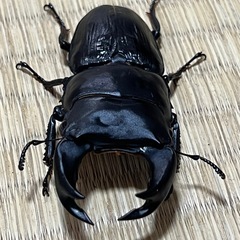 ホペイオオクワガタ・1ペアの画像