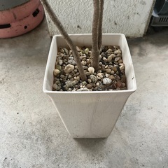 [観葉植物]コルジリネパープルコンパクタ
の画像