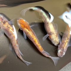 有精卵20個+α 【 紅 玉 】朱・墨・銀の配分が絶妙な極上親個体より採卵　(検索用: 三色 ラメ 体外光 メダカ めだか 金閣 星ラメ 和墨 白銀)の画像