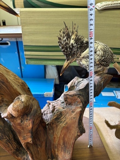 カワセミ 翡翠 鳥 剥製 オブジェ 置物 流木台座 2羽セット