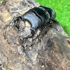 グランディスオオクワガタ♂♀♀（3匹）トリオ①
の画像