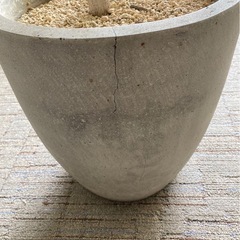 植木鉢(土つき) ベージュの画像