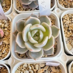 ワイルドマジックさん用 多肉植物　七福神セットの画像