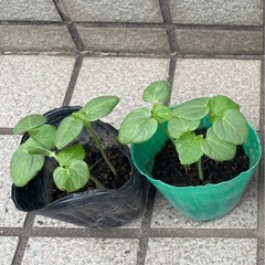 オクラ苗の画像