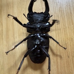 能勢SR血統オオクワガタ♂♀ペア訳ありの画像