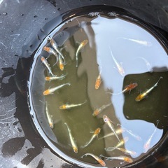 メダカ良い個体30匹の画像