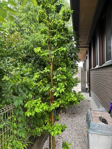 植栽一本5000円
