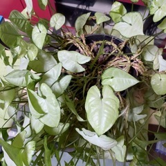 観葉植物の画像