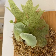 観葉植物】No.2 ビカクシダ　 p. ウィリンキー・Mickey#1 の画像