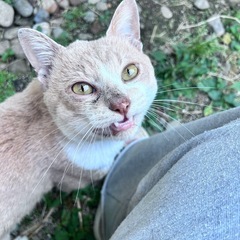 里親っていうか、、野良猫です。