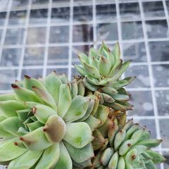 ティッピー多肉植物の画像