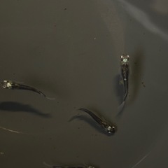 黒百式　メダカ　めだかの画像