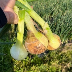 採れたて野菜①値段の詳細は説明を見てくださいの画像