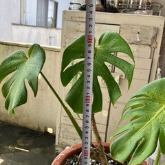 観葉植物　ヒメモンステラ　の画像