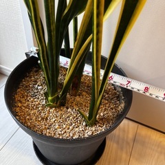 サンスベリア(鉢植え)の画像