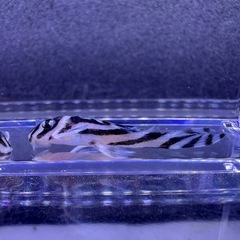 🐠インペリアルゼブラプレコ ±3㎝ 1匹7,000円 在庫3匹 No.02の画像