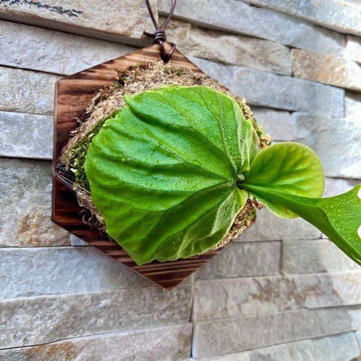 P.ridleyi ‘Nano’ _リドレイナノ 板付◆ビカクシダ