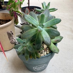 観葉植物多種の画像