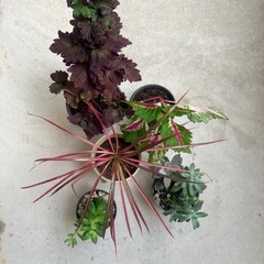 観葉植物多種の画像
