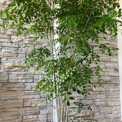 観葉植物　トネリコ　高さ180㎝　シンボルツリー/大きめサイズ/涼やかの画像