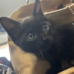 生後６週くらいの黒猫ちゃん