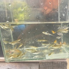 ミックスメダカ10匹+ヌマエビ5匹 めだか 熱帯魚 金魚の画像