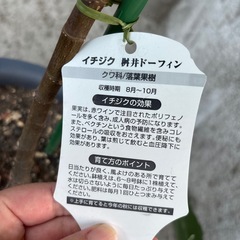 ベルガモット＆イチジク の画像