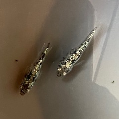 【土日月限定】極上1ペアを✨【レックウザ】マダラ•色味強個体🐉の画像