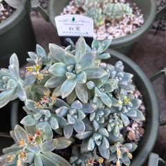 多肉植物セットの画像