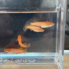ブツブツ交換🔵改良メダカの画像