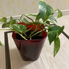 観葉植物の画像